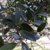 Ficus trimenii King ex Trimen